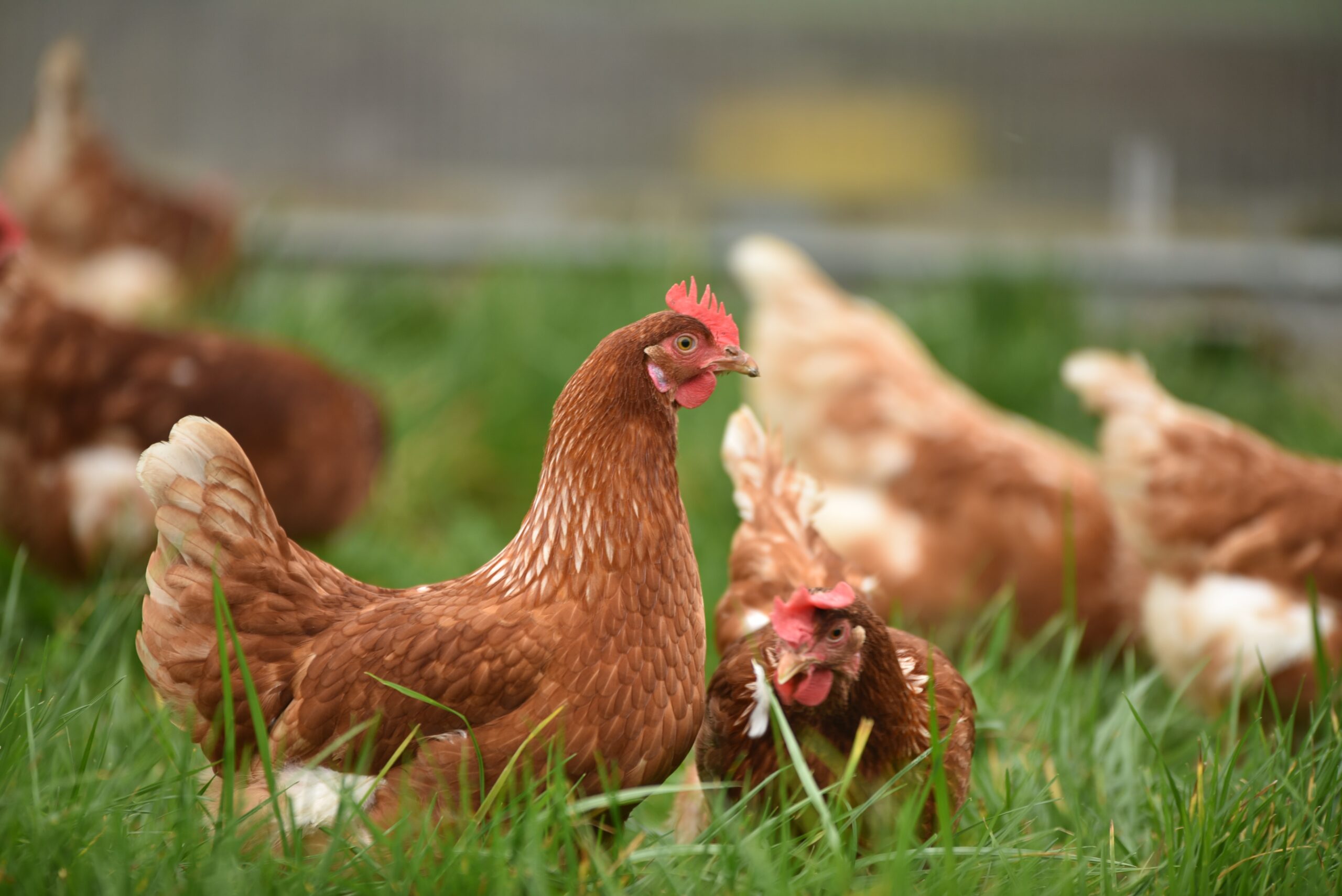 Brown chickens in a green field, used as a header image for the article.