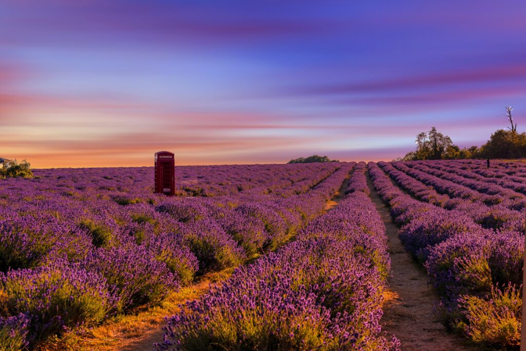 Agriculture or Horticulture apprentices will learn about environmental challenges. Image shows a lavender field with a red telephone box