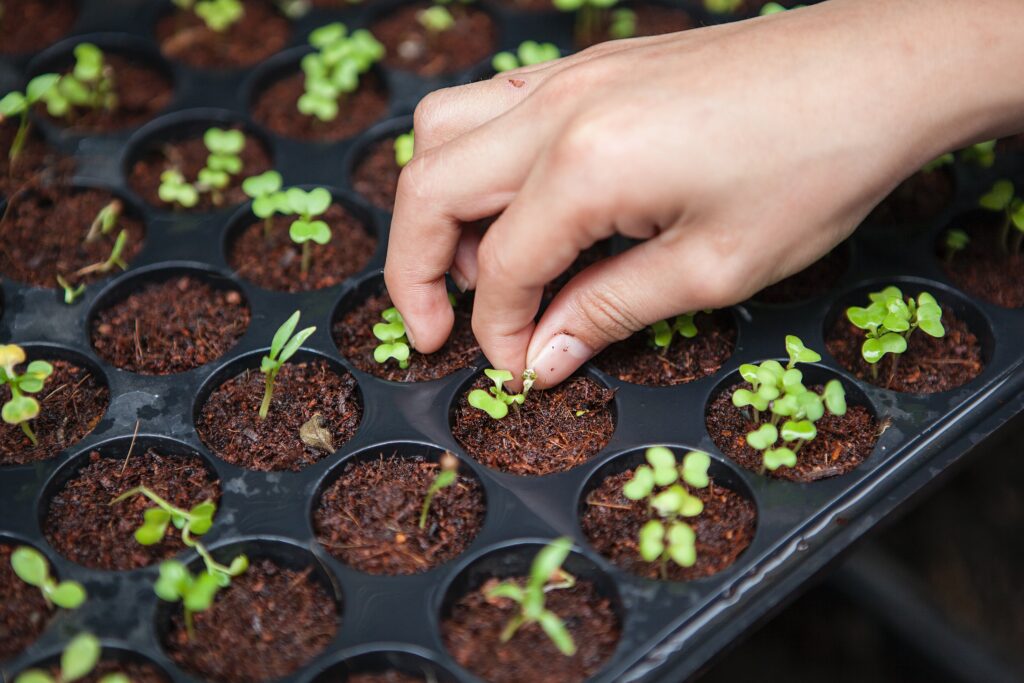 image shows seedlings being tended by a horticulturalist