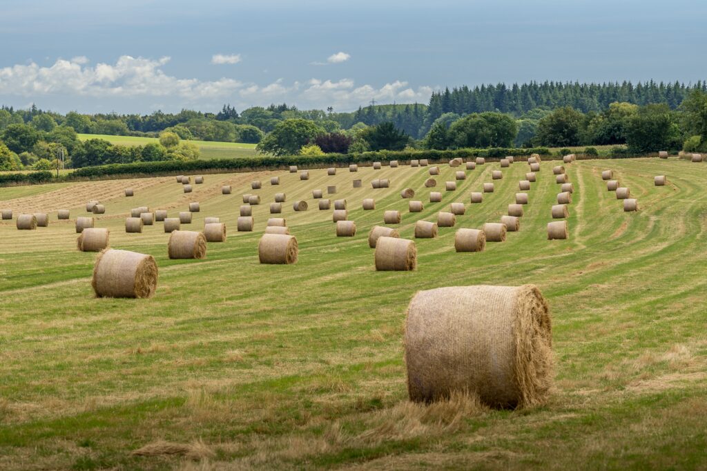 Agriculture or Horticulture apprentices will learn management skills. Image shows field of rolled hay bales
