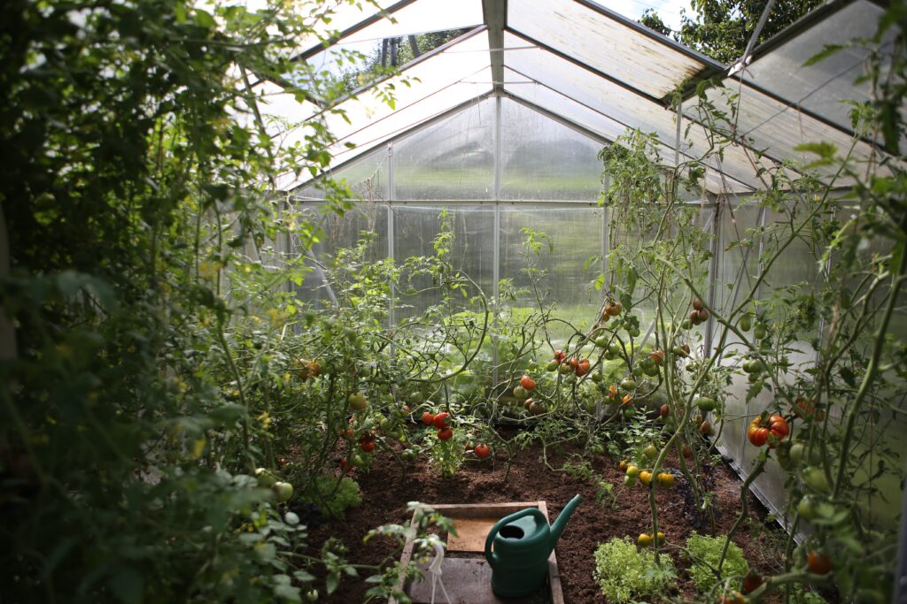 Agriculture or Horticulture apprentices will build relationships and network. image shows a greenhouse full of tomato plants
