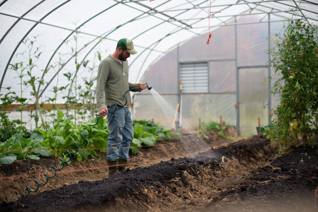 image shows a man watering in a commercial greenhouse