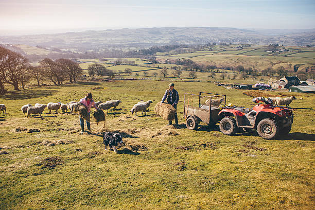 alt="a male and a female farmer feeding the sheep with hay in a a field - similar to tasks that would be undertaken in a Level 3 Livestock Apprenticeship"