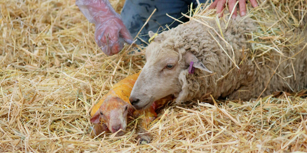 A vet technician assisting the birth of a baby lamb next to its mother, the animals are lying on a bed of hay.